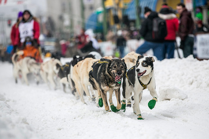 Iditarod dog race : The Iditarod dog sled race in Anchorage