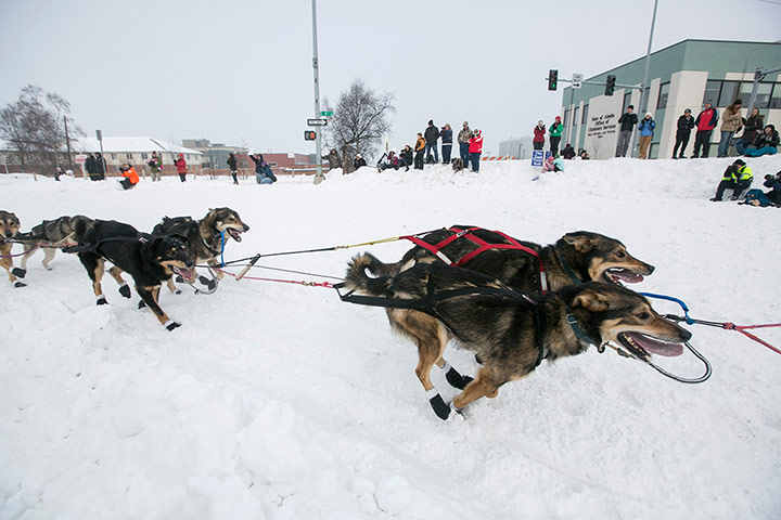 Iditarod dog race : The Iditarod dog sled race in Anchorage