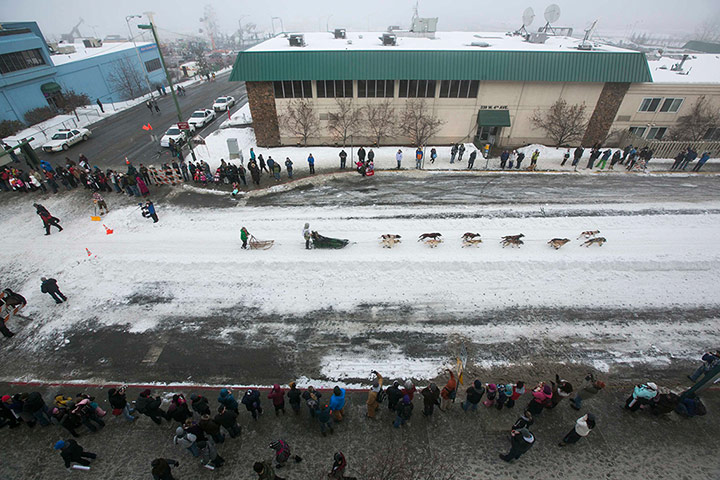 Iditarod dog race : The Iditarod dog sled race in Anchorage