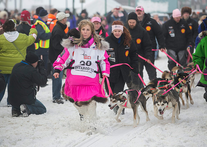 Iditarod dog race : The Iditarod dog sled race in Anchorage