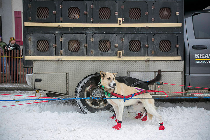 Iditarod dog race : The Iditarod dog sled race in Anchorage