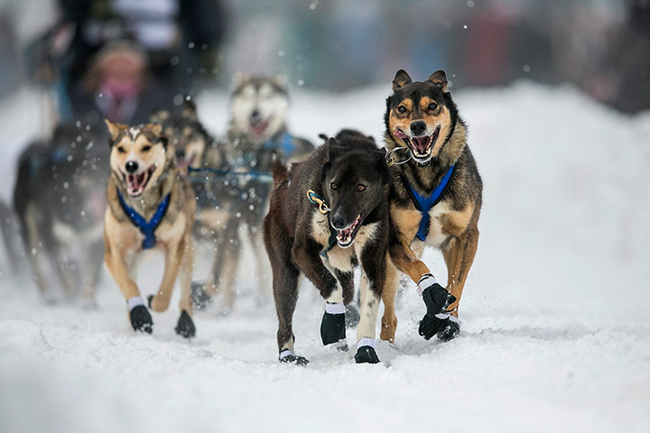 Iditarod dog race : The Iditarod dog sled race in Anchorage
