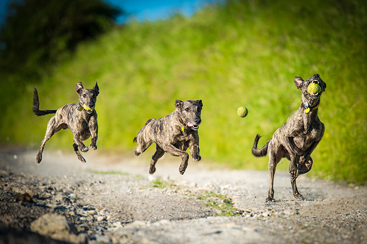 Freeze-framed dogs: A lurcher in action