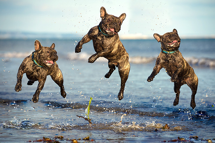 Freeze-framed dogs: Ralph the French bulldog jumping at Lancing Beach in West Sussex