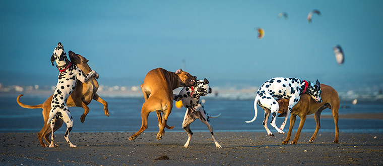 Freeze-framed dogs: Charlie the dalmation and Enzi rhodesian ridgeback play fighting