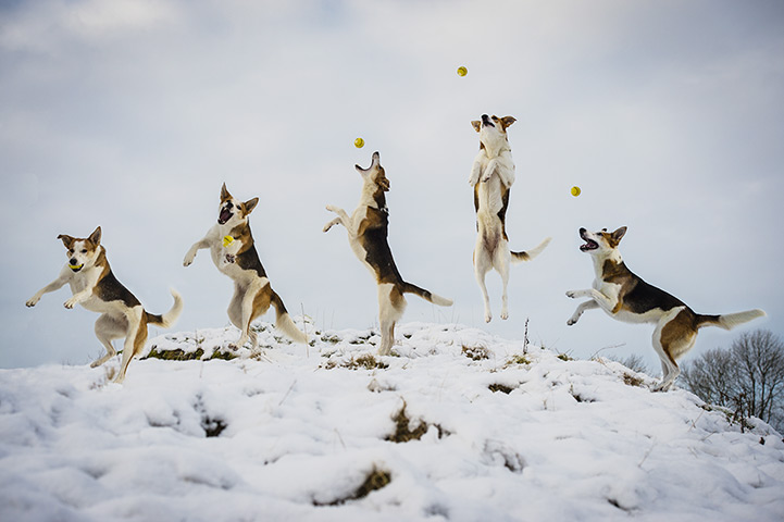 Freeze-framed dogs: Pandy the collie cross catching a ball at Crook in the  Lake District