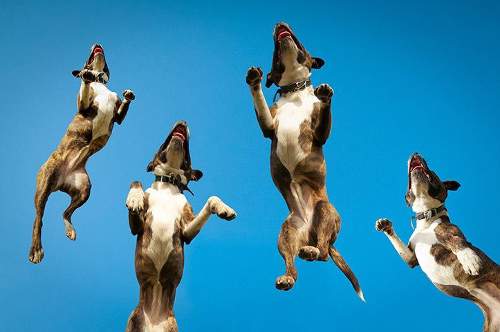 Freeze-framed dogs: A Staffordshire bull terrier jumping at Sheepcote Valley in Brighton