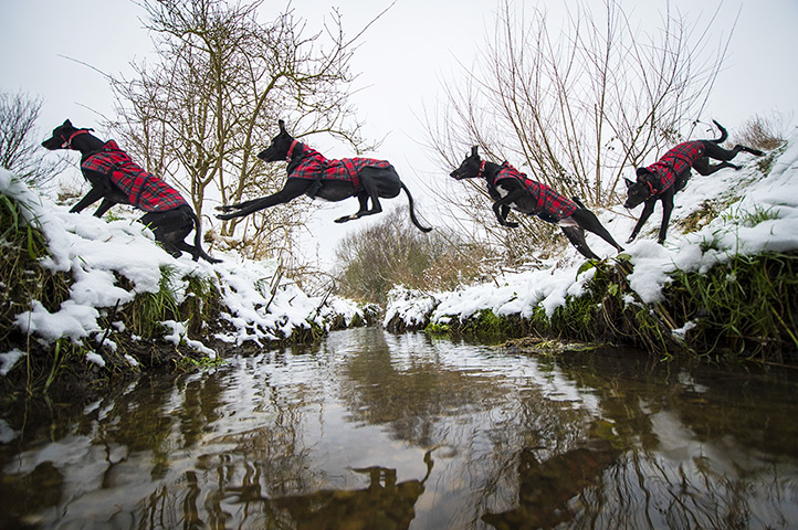 Freeze-framed dogs: Albert the Lurcher jumping over a stream 