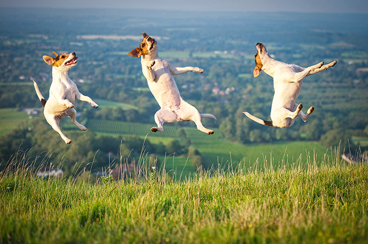 Freeze-framed dogs: Arty the Jack Russell leaping