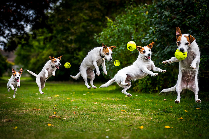 Freeze-framed dogs: A Jack Russell leaping for a ball in Stanmer Park