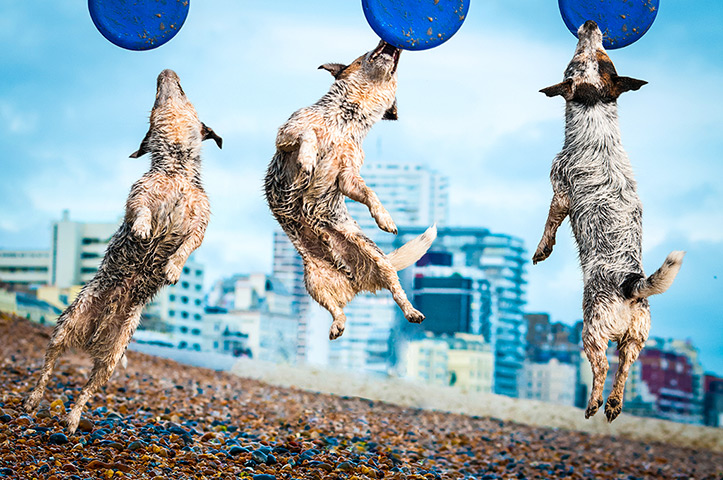 Freeze-framed dogs: Sid the Jack Russell playing frisbee on Brighton Beach