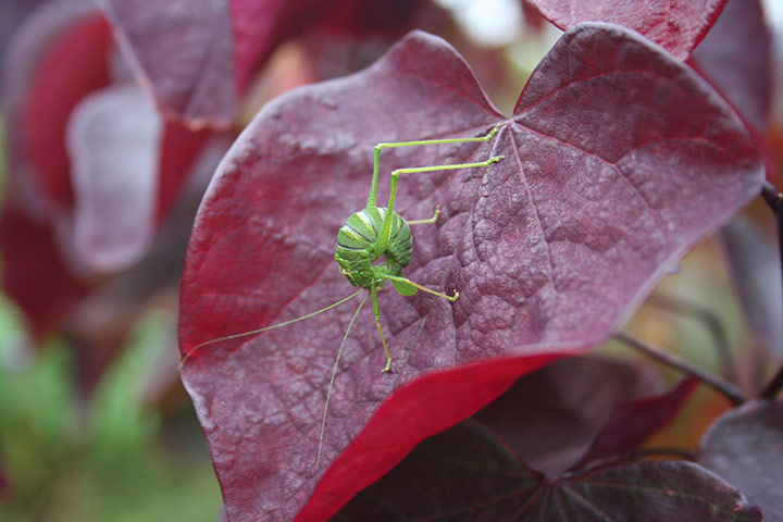 Your Pictures - Transform: green insect on reddish coloured leaf