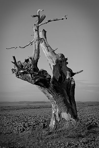 Your Pictures - Transform: black and white picture of withered tree