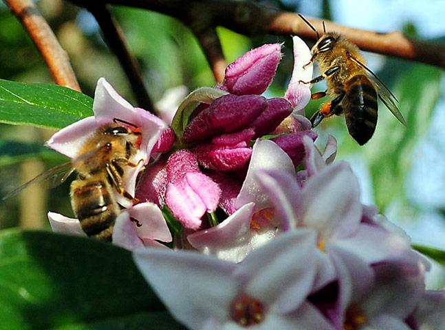 Spring : A bee pollinates a evergreen shrub