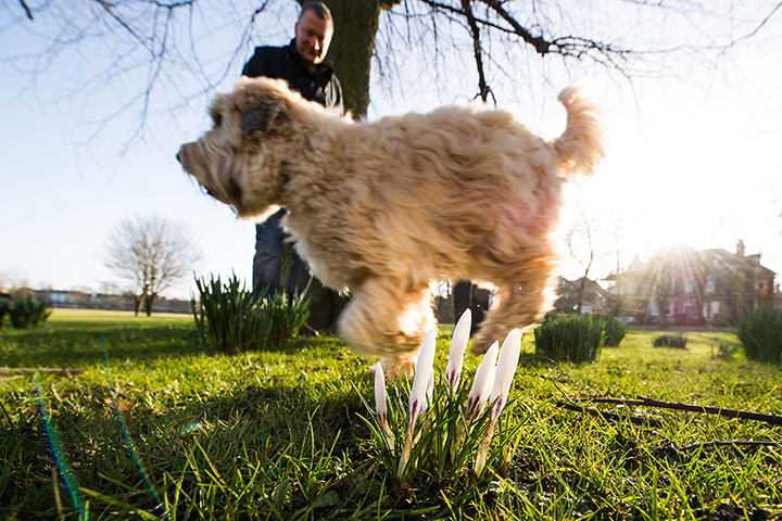 Spring : A dog runs past spring flowers starting to bloom