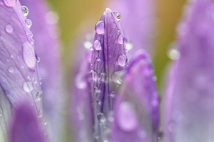 Spring : The First Day Of Spring At Kew Gardens