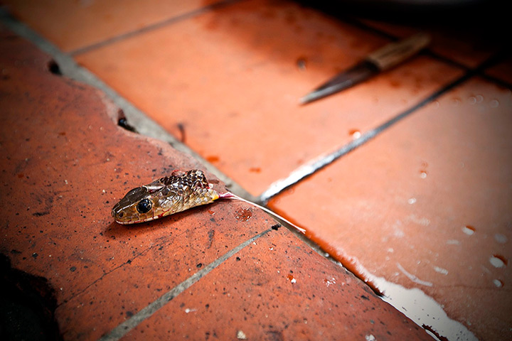 24 hours in pictures:  snake's head on the kitchen floor of a restaurant, Vietnam