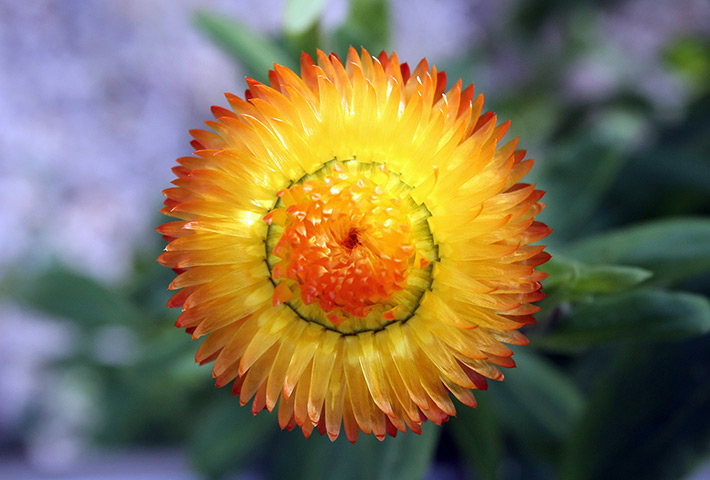 Spring weather UK: The National Botanic Garden of Wales