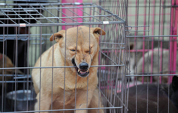 24 hours in pictures: A rescued dog bites its cage 