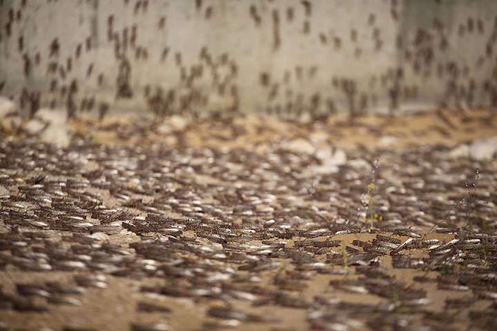 24 hours in pictures: Locusts cluster on the ground on March 6