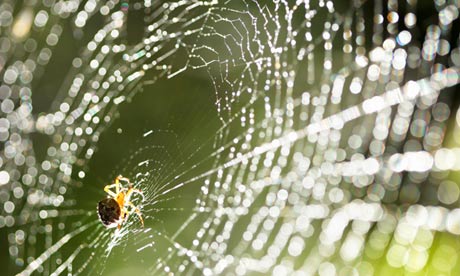 Spider on the web.