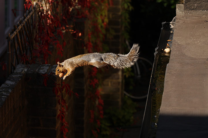 Inpics-leap: squirrel jumping off side