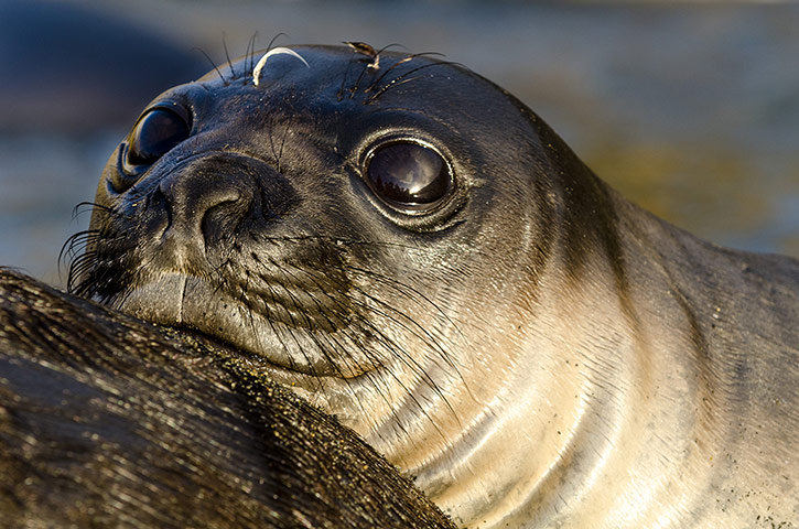 Elephant seal gallery: A young Southern Elephant seal pup