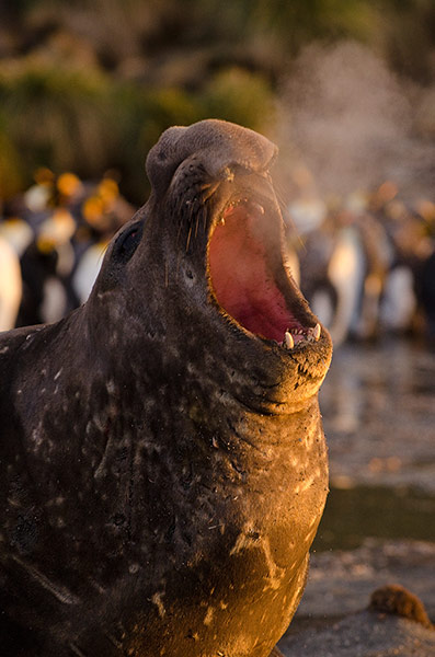 Elephant seal gallery: A Southern Elephant seals roars