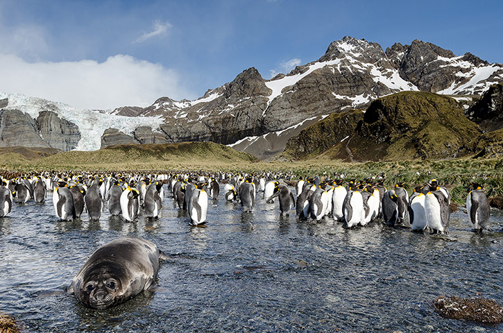 Elephant seal gallery: A southern Elephant Seal pup with penguins