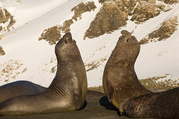 Elephant seal gallery: Two male Southern Elephant 