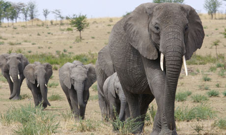 African Elephants