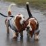 Crufts 2013 gallery: Bassett hounds at Crufts