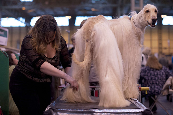 Crufts 2013 gallery: An Afghan Hound is groomed