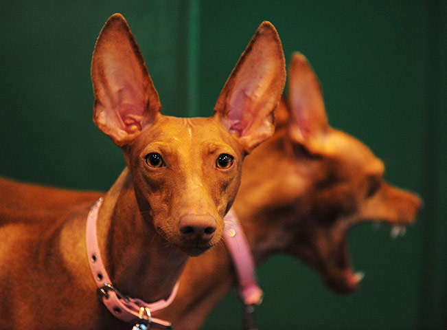 Crufts 2013 gallery: Cirneco dell'Etna hounds at Crufts