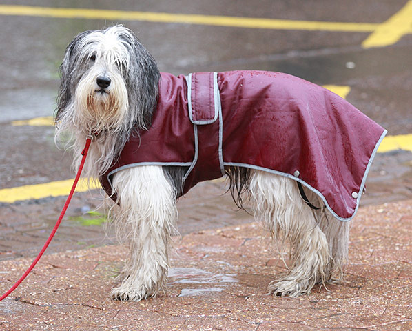 Crufts 2013 gallery: Crufts 2013 - Day One In England