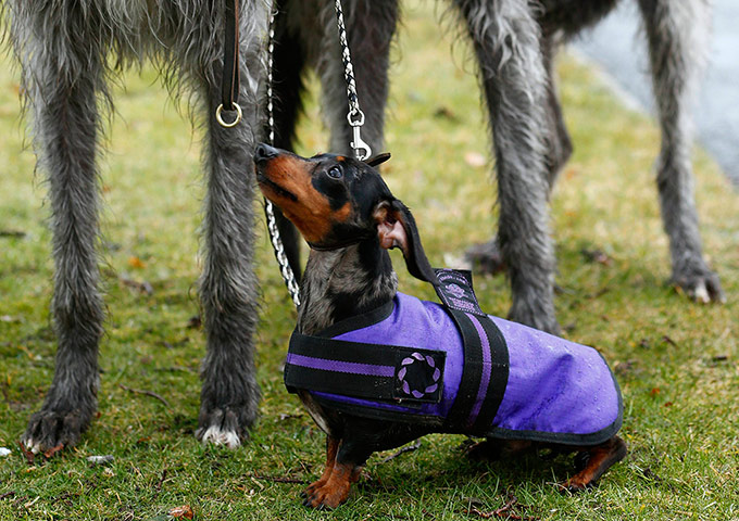 Crufts 2013 gallery: Dusty, a short haired dachshund