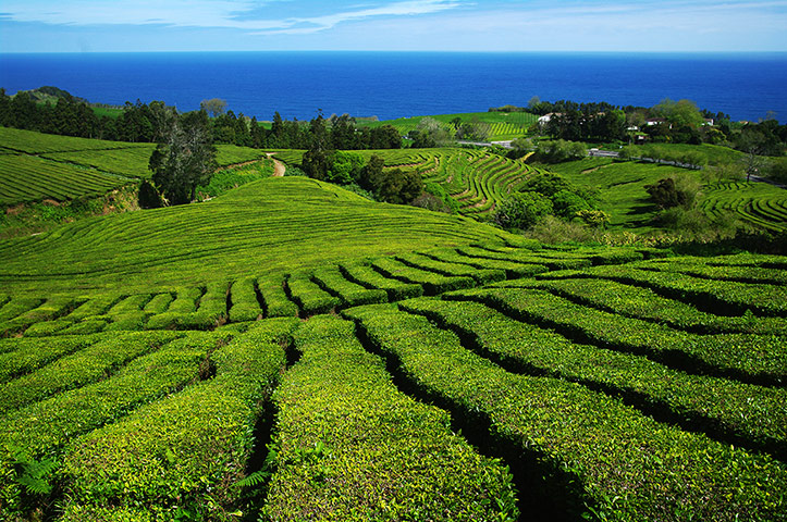 SunvilAzores: Gorreana tea estate, São Miguel