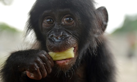 An orphaned bonobo eats sugar cane after being rescued at the Jardin Rose bar in Kinshasa's Kinkole neighborhood by staff of the Lola ya bonobo (Paradise for Bonobos), a 35-hectare sanctuary outside Kinshasa.