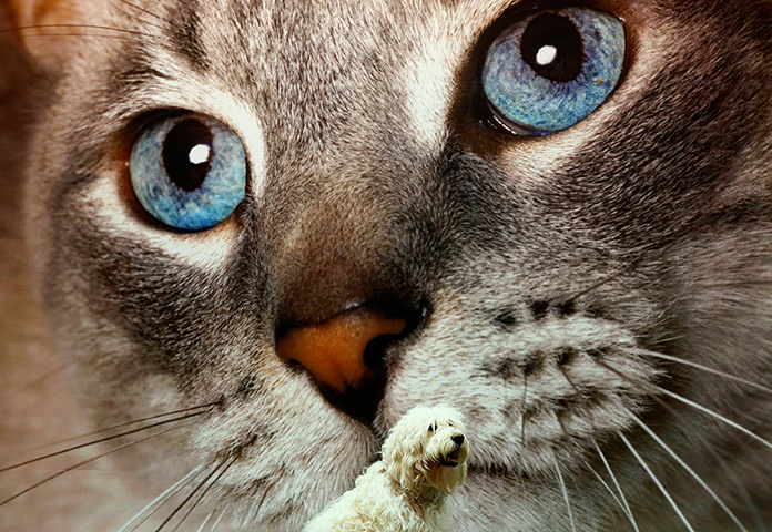 24 hours in pictures: A Golden Labradoodle sits in front of a picture of a cat at Crufts