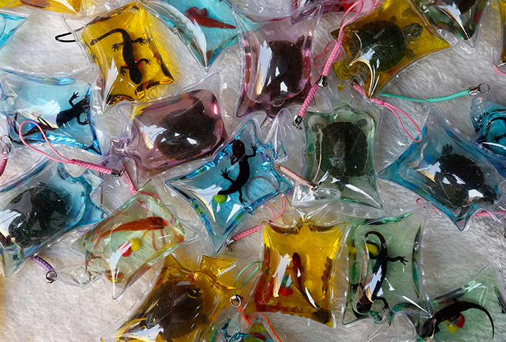 Week in wildlife: Small plastic bags holding fish, turtles and salamanders in Beijing