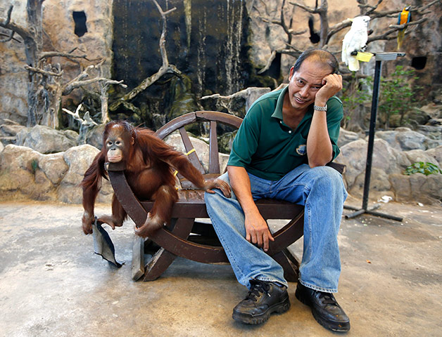 Week in wildlife: More than 3,000 wild great apes are illegally seized each year
