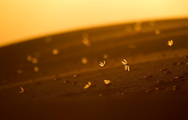 Week in wildlife: Locusts lands on a sand dune in Negev Desert