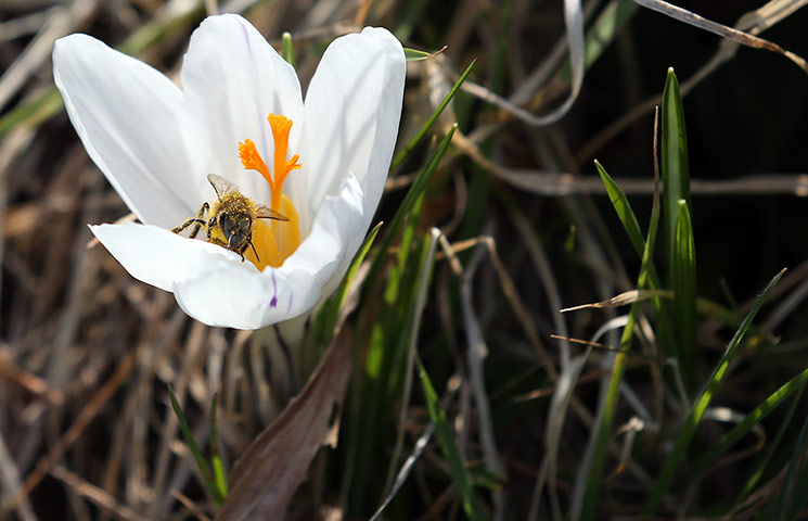 Week in wildlife:  National Botanic Garden of Wales 