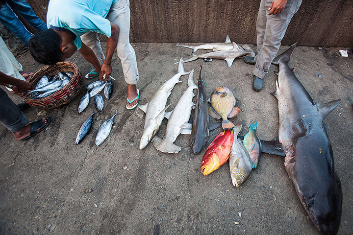 Week in wildlife: Indonesian fishermen unload various fish that includes sharks