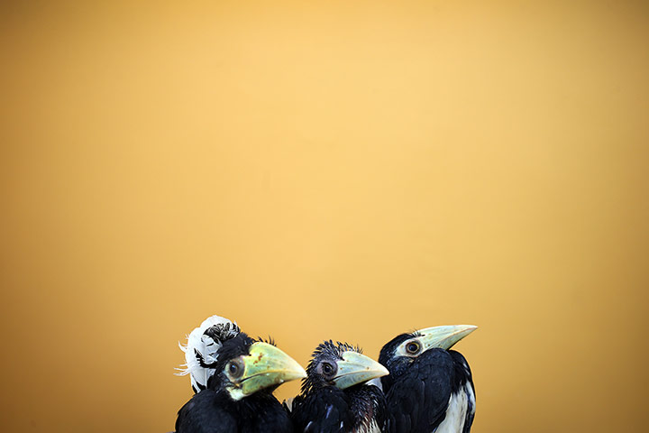 20 Photos: Three two-month old Oriental Pied Hornbills