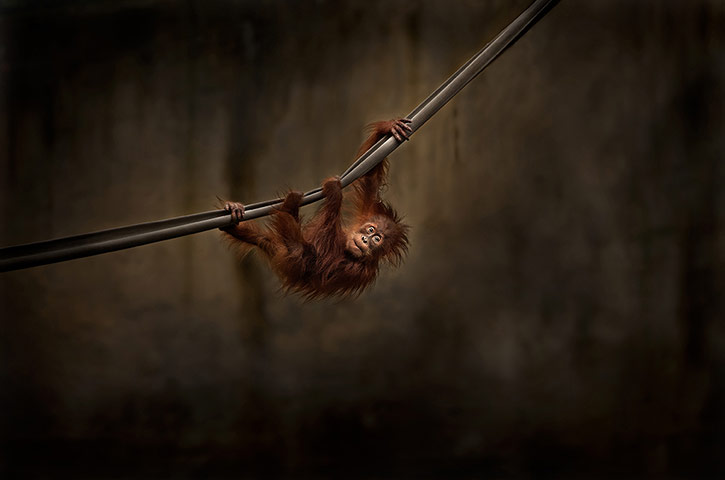 20 Photos: Dewi the orangutan after one year at Melbourne zoo