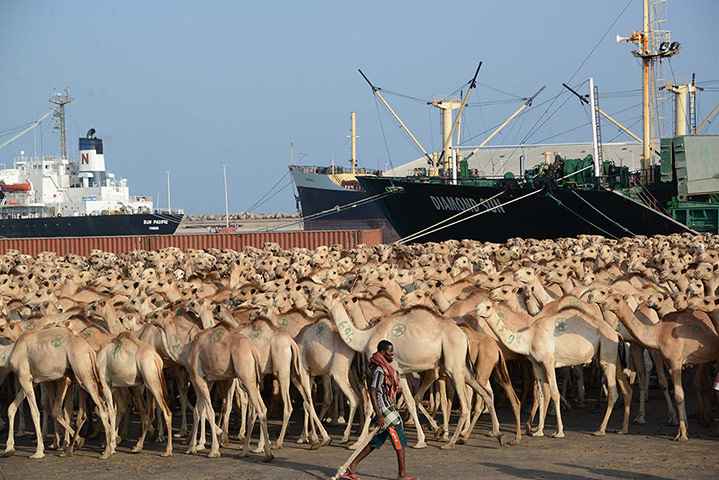 24 hours: Hundreds of camels wait at Mogadishu's port