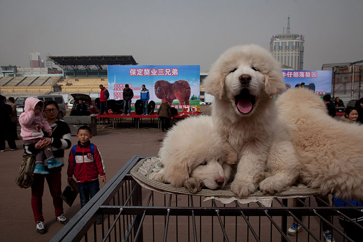 Mastiff Show: Puppies on a cage