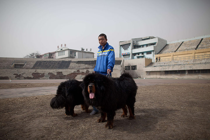 Mastiff Show: A man walks his Tibetan mastiff dogs