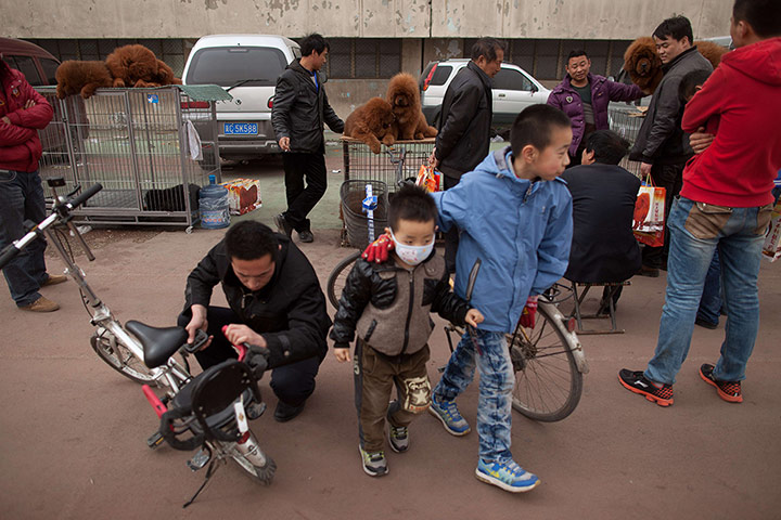 Mastiff Show: Children at the mastiff show in Baoding, Hebei province.